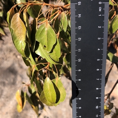 Brachychiton populneus subsp. populneus (Kurrajong) at Crowther, NSW - 23 Apr 2025 by Frecko