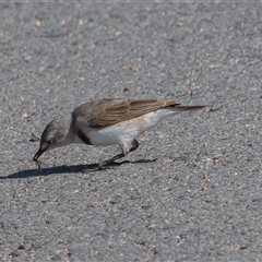 Epthianura albifrons at Denman Prospect, ACT - 24 Apr 2025 11:44 AM