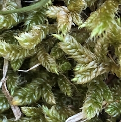 Breutelia at Crowther, NSW - 23 Apr 2025 by Frecko