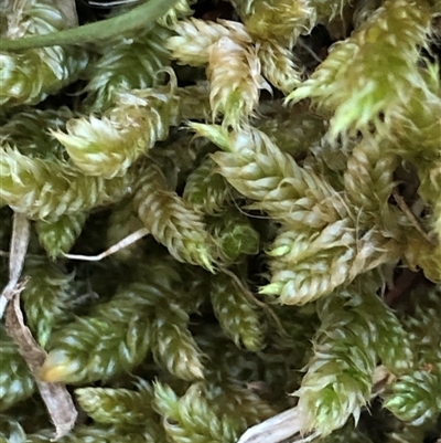 Breutelia at Crowther, NSW - 23 Apr 2025 by Frecko