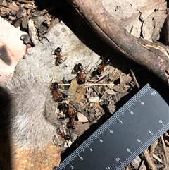 Camponotus nigriceps (Black-headed sugar ant) at Crowther, NSW - 22 Apr 2025 by Frecko
