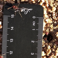 Iridomyrmex purpureus (Meat Ant) at Crowther, NSW - 22 Apr 2025 by Frecko
