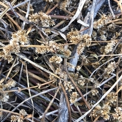 Alternanthera denticulata (Lesser Joyweed) at Crowther, NSW - 22 Apr 2025 by Frecko