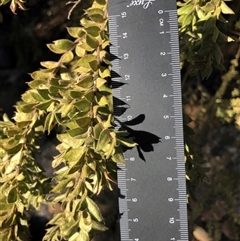 Acacia vestita at Crowther, NSW - 22 Apr 2025 by Frecko