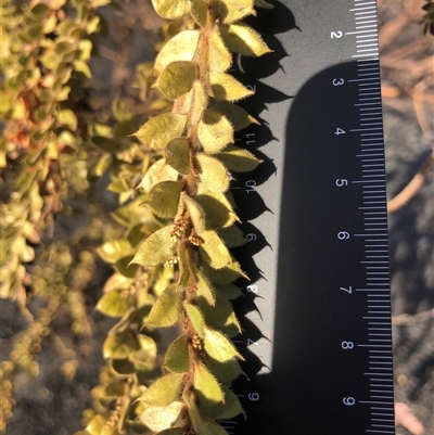 Acacia vestita (Hairy Wattle) at Crowther, NSW - 22 Apr 2025 by Frecko
