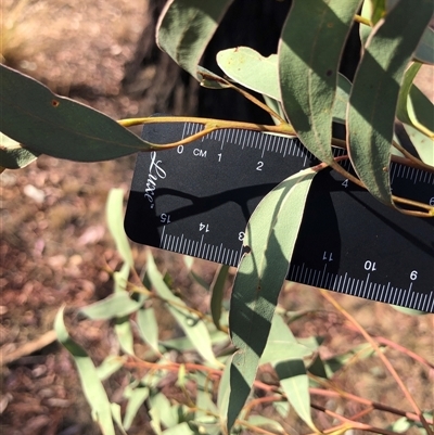 Eucalyptus sideroxylon (Mugga Ironbark) at Crowther, NSW - 22 Apr 2025 by Frecko