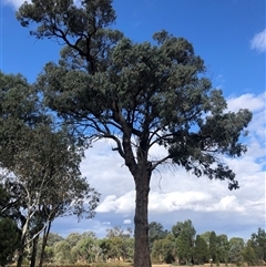 Eucalyptus sideroxylon at Crowther, NSW - 22 Apr 2025 02:52 PM