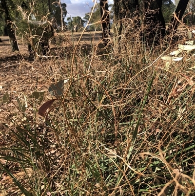 Dianella revoluta var. revoluta (Black-Anther Flax Lily) at Crowther, NSW - 22 Apr 2025 by Frecko