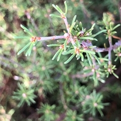 Pultenaea at Crowther, NSW - 22 Apr 2025 by Frecko