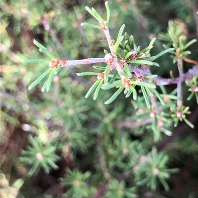 Pultenaea at Crowther, NSW - 22 Apr 2025 by Frecko