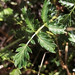 Acaena x ovina (Sheep's Burr) at Crowther, NSW - 22 Apr 2025 by Frecko