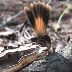 Rhipidura rufifrons at Acton, ACT - 24 Apr 2025 10:45 AM