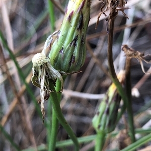 Unverified Plant at Crowther, NSW - 22 Apr 2025 by Frecko