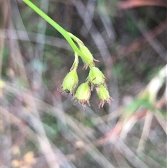 Goodenia sp. (Goodenia) at Crowther, NSW - 22 Apr 2025 by Frecko