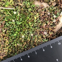 Glossostigma elatinoides at Crowther, NSW - 22 Apr 2025 02:34 PM