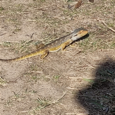 Pogona barbata (Eastern Bearded Dragon) at Strathnairn, ACT - 24 Apr 2025 by jpittock