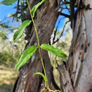 Parsonsia straminea at Keinbah, NSW - 24 Apr 2025 02:45 PM
