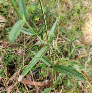 Verbena rigida at Keinbah, NSW - Today by LeeMears