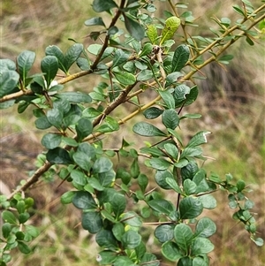 Bursaria spinosa at Keinbah, NSW - 24 Apr 2025 02:55 PM