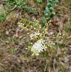 Bursaria spinosa at Keinbah, NSW - 24 Apr 2025 02:55 PM