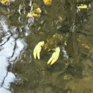 Euastacus armatus at Talbingo, NSW - suppressed