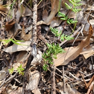 Cheilanthes sieberi subsp. sieberi at Keinbah, NSW - Today by LeeMears