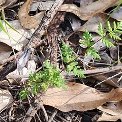 Cheilanthes sieberi subsp. sieberi at Keinbah, NSW - 24 Apr 2025 03:03 PM