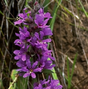 Lythrum salicaria at Wee Jasper, NSW - 23 Feb 2025 by Linden
