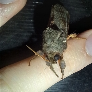 Oxycanus australis at Latham, ACT - 21 Apr 2025 08:34 PM