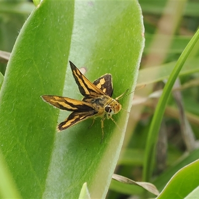 Ocybadistes walkeri at Gerringong, NSW - 9 Apr 2025 by RAllen