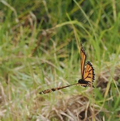 Danaus plexippus (Monarch) at Gerringong, NSW - 9 Apr 2025 by RAllen