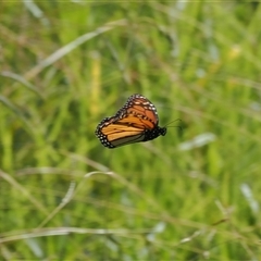 Danaus plexippus at Gerringong, NSW - 9 Apr 2025 12:56 PM