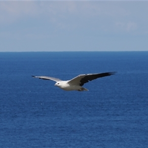 Haliaeetus leucogaster at Kiama Heights, NSW - 9 Apr 2025 by RAllen