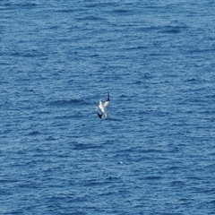 Morus serrator (Australasian Gannet) at Kiama Heights, NSW - 9 Apr 2025 by RAllen