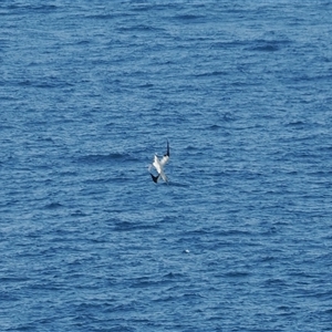 Morus serrator at Kiama Heights, NSW - 9 Apr 2025 12:30 PM
