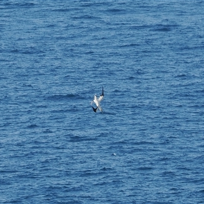 Morus serrator (Australasian Gannet) at Kiama Heights, NSW - 9 Apr 2025 by RAllen
