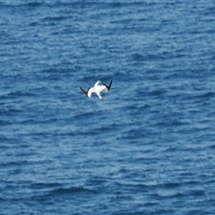 Morus serrator at Kiama Heights, NSW - 9 Apr 2025 12:30 PM