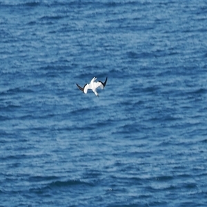 Morus serrator at Kiama Heights, NSW - 9 Apr 2025 12:30 PM