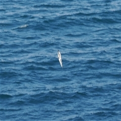 Morus serrator at Kiama Heights, NSW - 9 Apr 2025 12:30 PM
