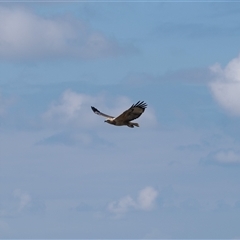 Haliaeetus leucogaster at Kiama Heights, NSW - 9 Apr 2025 12:24 PM