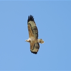 Haliaeetus leucogaster at Kiama Heights, NSW - 9 Apr 2025 12:24 PM