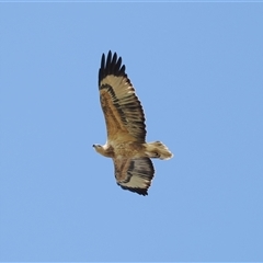 Haliaeetus leucogaster at Kiama Heights, NSW - 9 Apr 2025 12:24 PM