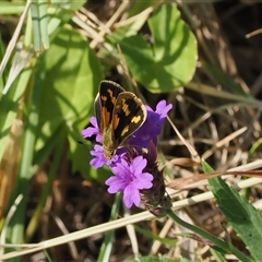 Ocybadistes walkeri at Kiama Heights, NSW - 9 Apr 2025 by RAllen