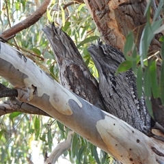 Podargus strigoides (Tawny Frogmouth) at Kambah, ACT - 24 Apr 2025 by LineMarie