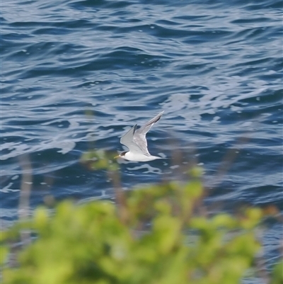 Thalasseus bergii (Crested Tern) at Kiama Heights, NSW - 9 Apr 2025 by RAllen