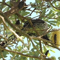 Anthochaera chrysoptera (Little Wattlebird) at Kiama Heights, NSW - 9 Apr 2025 by RAllen