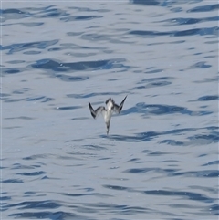 Morus serrator (Australasian Gannet) at Kiama Heights, NSW - 9 Apr 2025 by RAllen