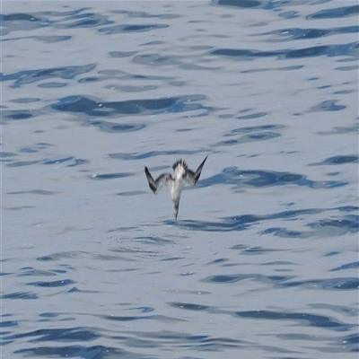 Morus serrator (Australasian Gannet) at Kiama Heights, NSW - 9 Apr 2025 by RAllen