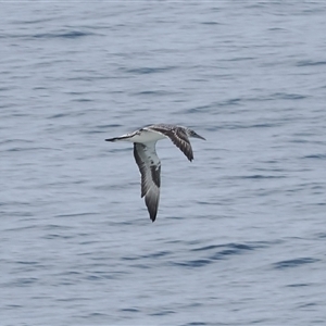 Morus serrator at Kiama Heights, NSW - 9 Apr 2025 10:54 AM