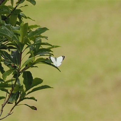 Pieris rapae at Gerringong, NSW - 9 Apr 2025 by RAllen